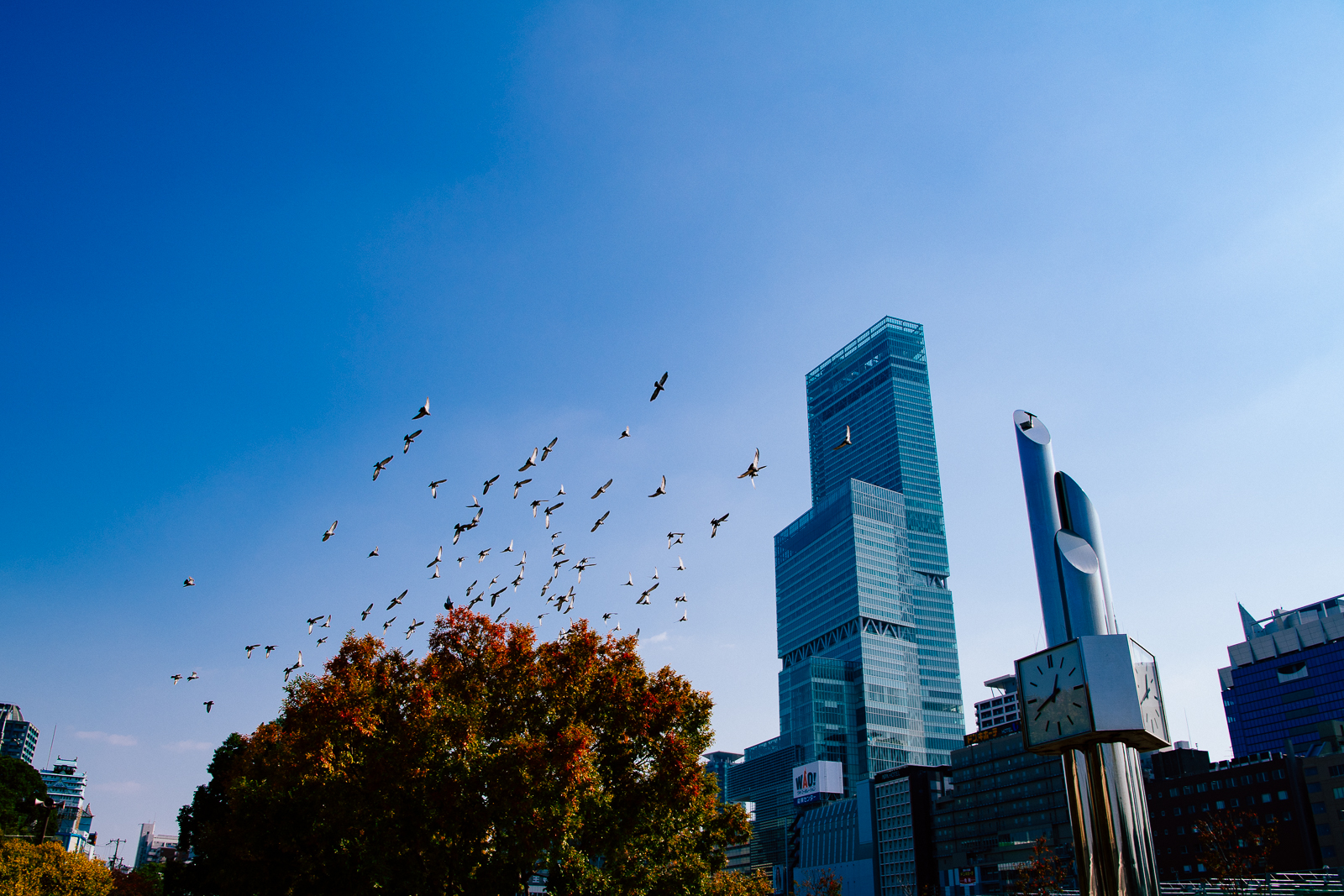 天王寺公園から眺めるあべのハルカス、大阪マリオット都ホテル。鳩が舞う青空に伸びる高層ビル。